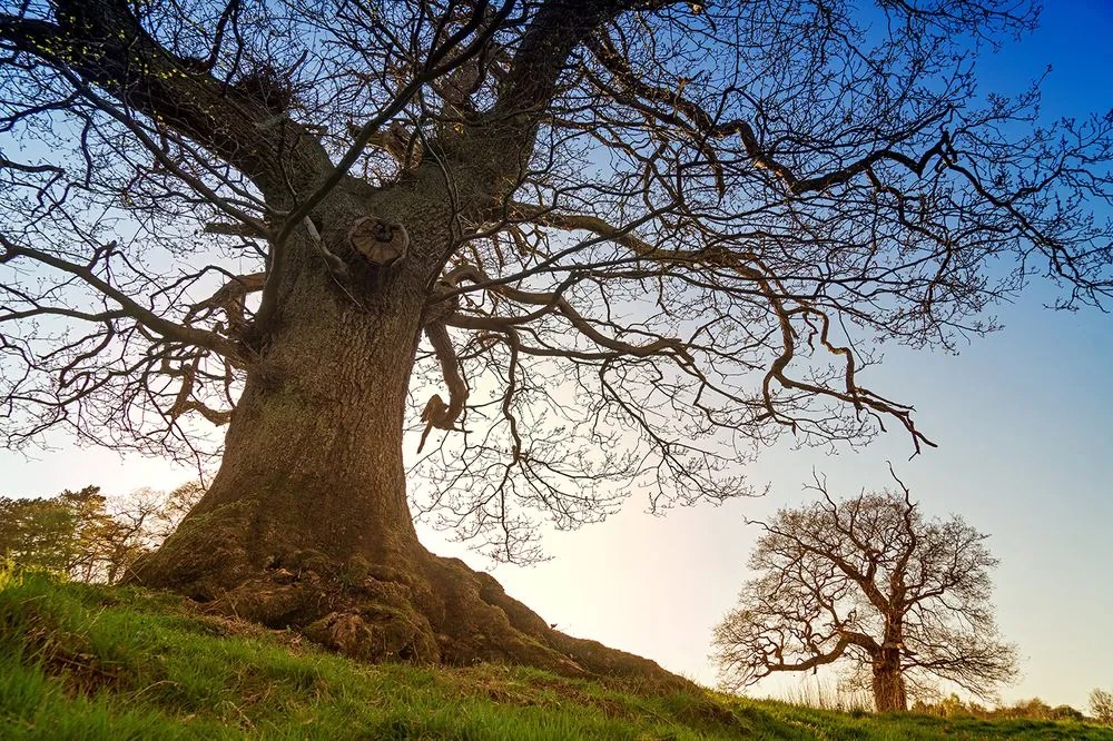 Carta da parati autoadesiva – Simbiosi degli alberi