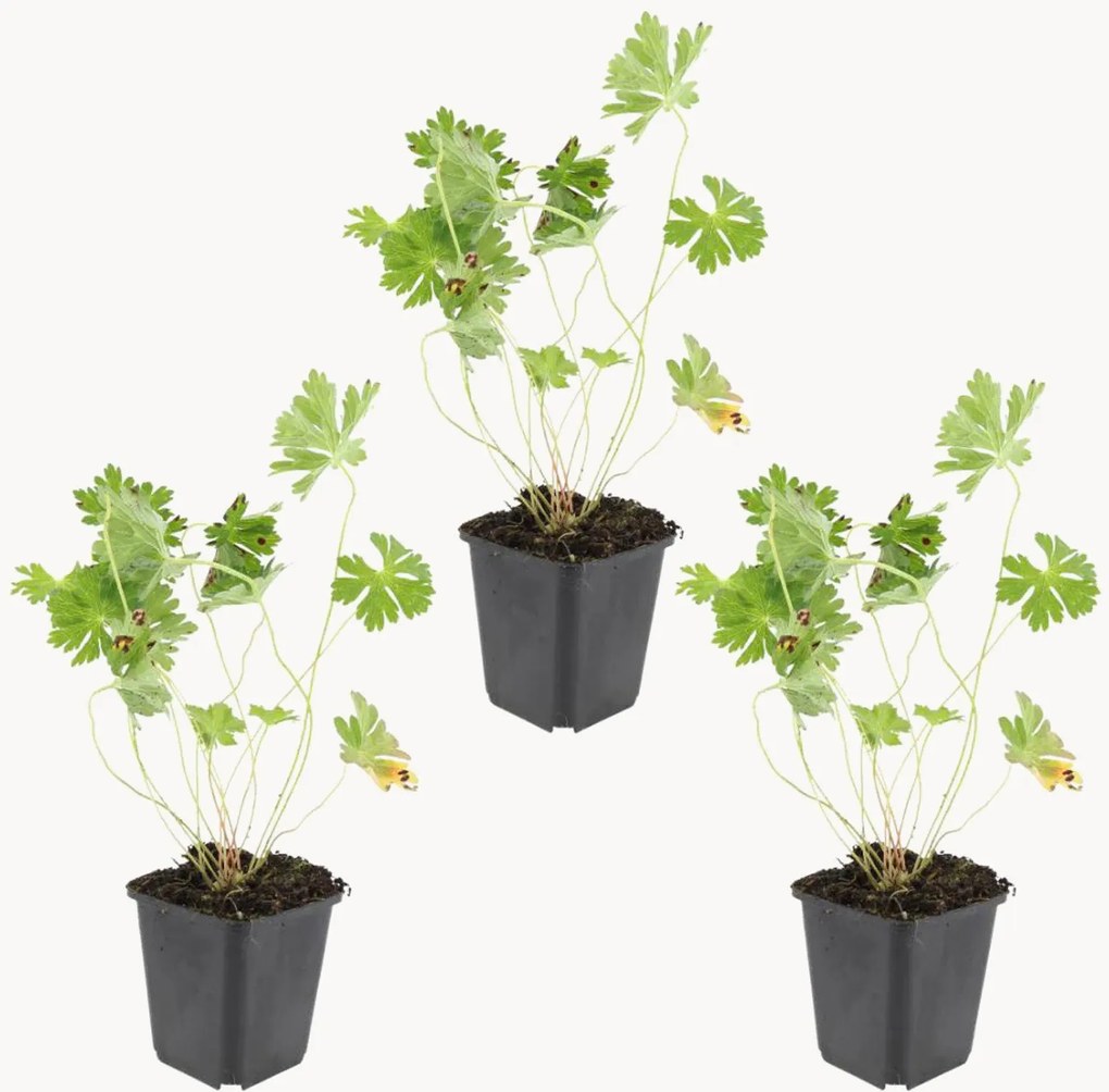 Set di 3 piante vere Geranio Rozanne