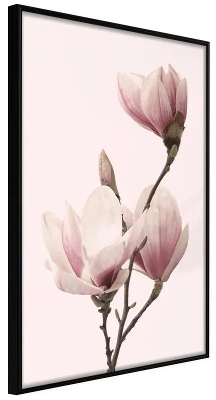 Poster  Blooming Magnolias III  Cornice Quadri Cornice nera, Larghezza x Altezza Home decor 40x60