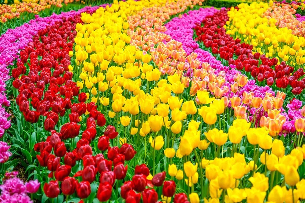 Carta da parati autoadesiva – Giardino pieno di tulipani