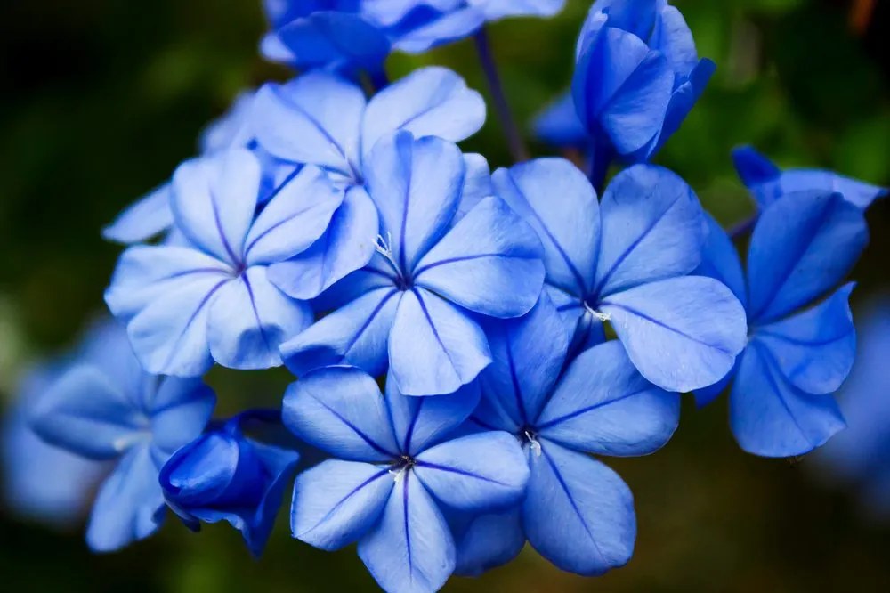 Carta da parati autoadesiva – Fiori blu selvatici