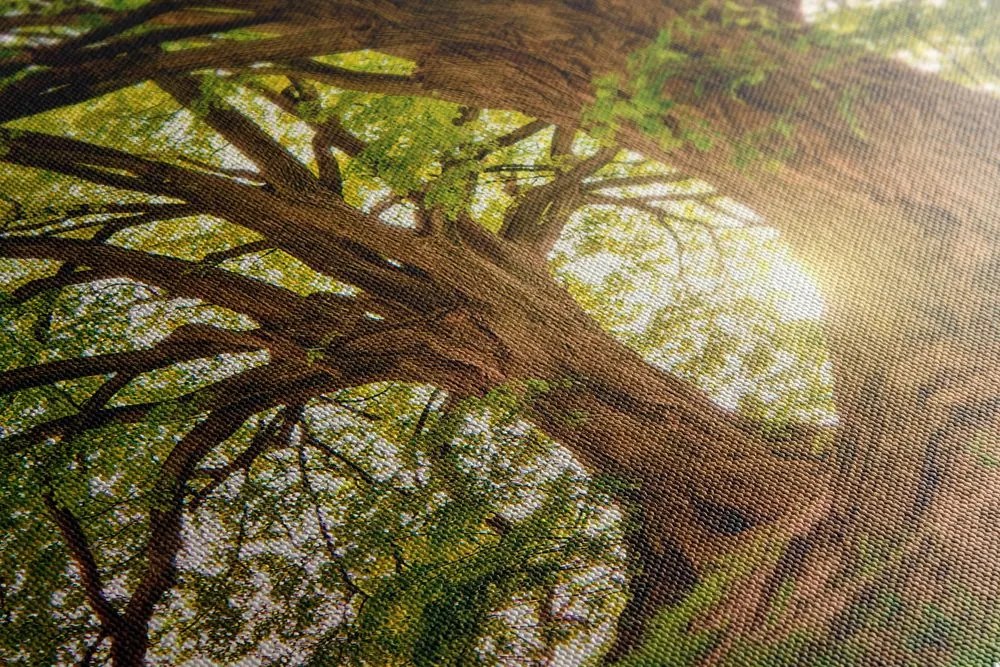 Stampa su tela – Alberi maestosi