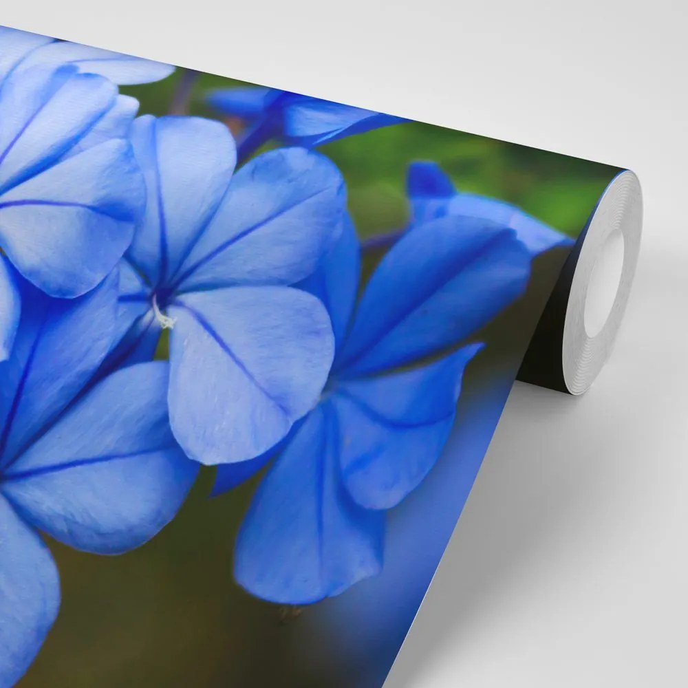 Carta da parati autoadesiva – Fiori blu selvatici