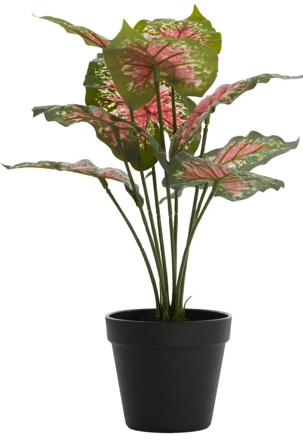 Pianta finta (altezza 40 cm) Caladium - Light &amp; Living