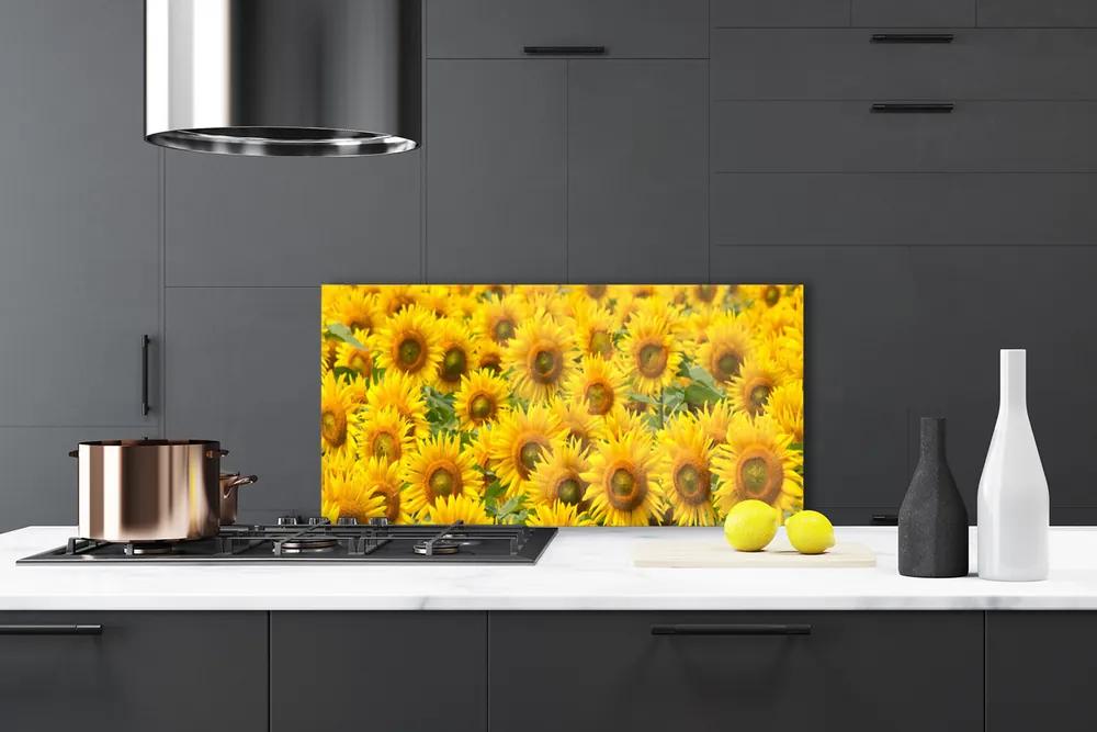 Rivestimento parete cucina Natura della pianta del girasole 100x50 cm