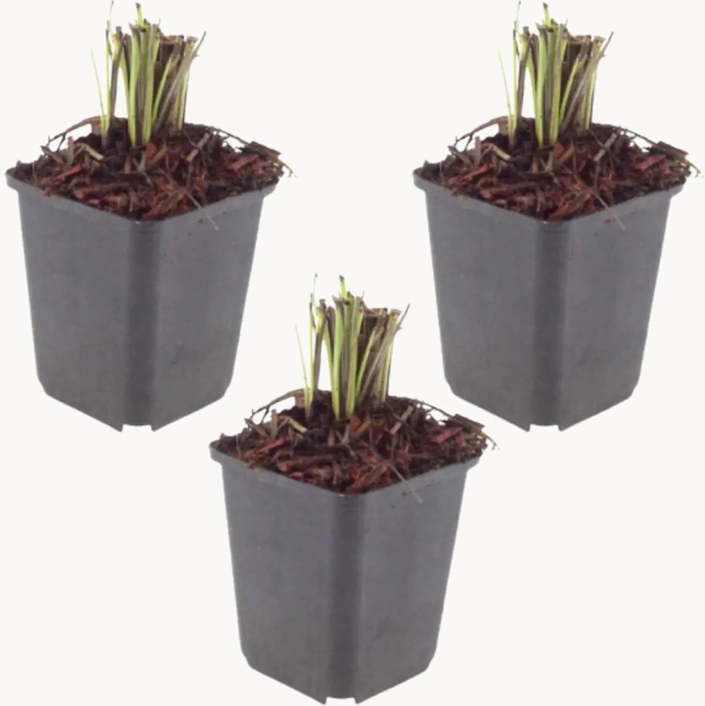 Set di 3 piante vere Knautia Macedonica