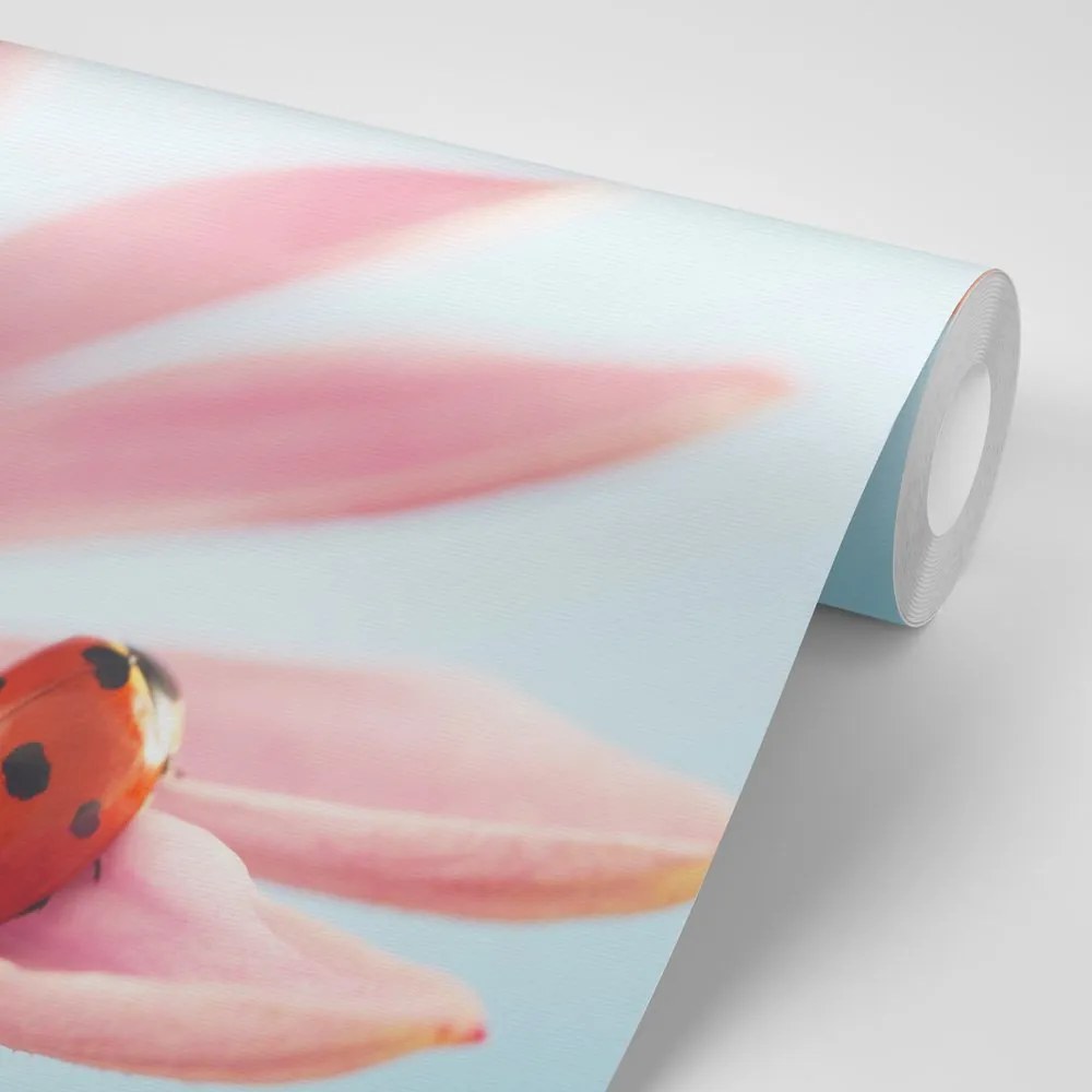 Carta da parati – Coccinella su echinacea