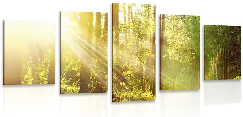 Quadri 5 pezzi – Raggi di sole nella foresta