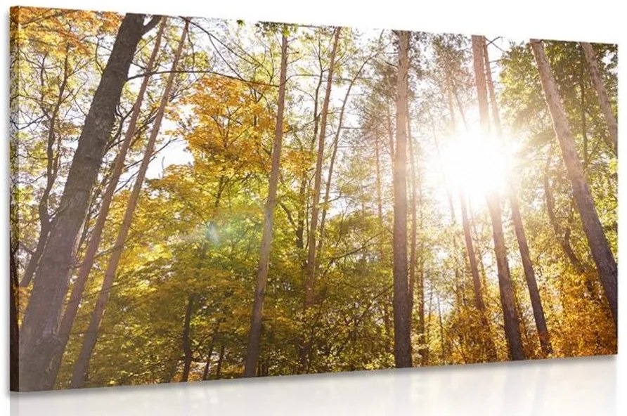 Quadro su tela – Foresta nei colori autunnali