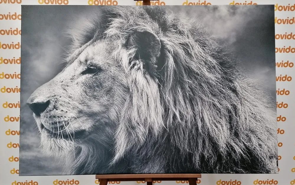 Quadro su tela – Leone africano in bianco e nero