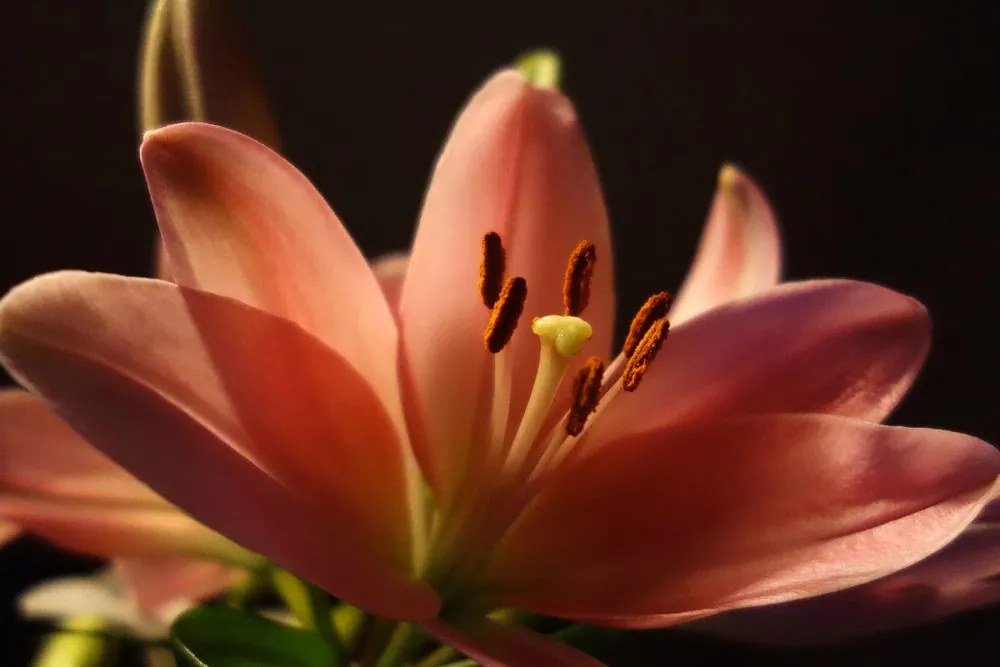 Quadro su tela – Splendido giglio rosa su sfondo nero