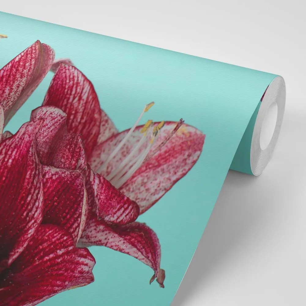 Carta da parati autoadesiva – Amaryllis esotico su sfondo turchese