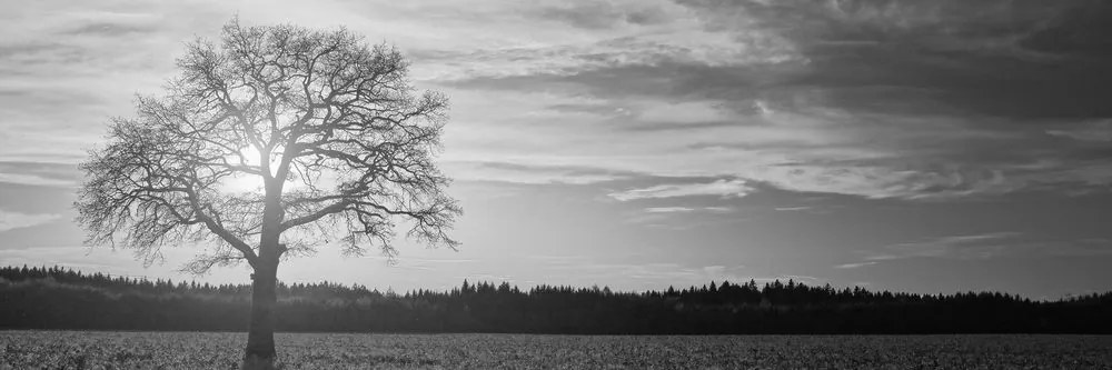 Stampa su tela – Albero solitario in bianco e nero