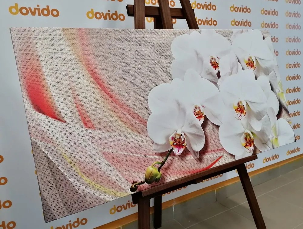 Quadro su tela – Orchidea bianca su tela