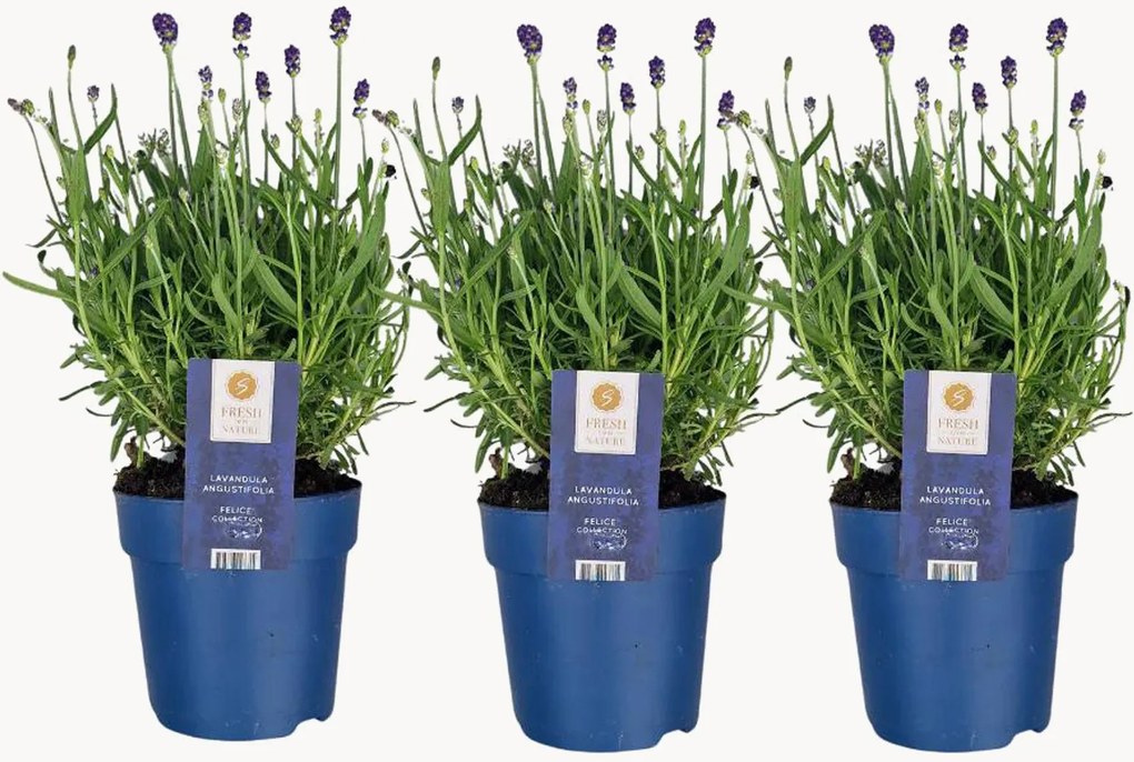 Set di 3 piante vere Lavandula angustifolia Felice