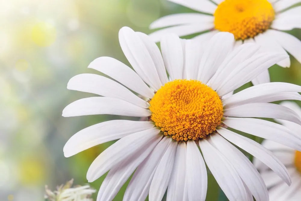 Stampa su tela – Fiori di camomilla
