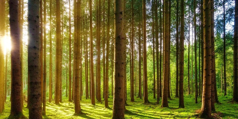Stampa su tela – Mattina nella foresta