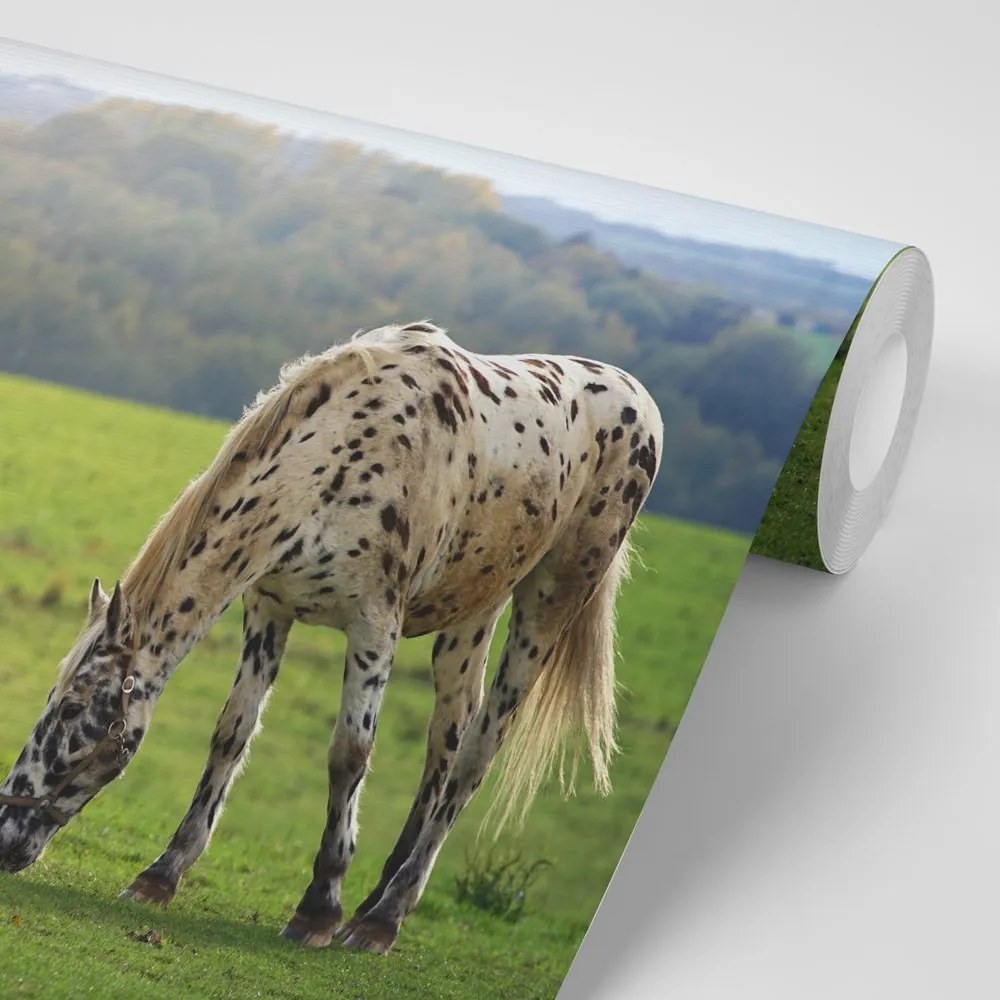 Carta da parati – Cavallo nel prato