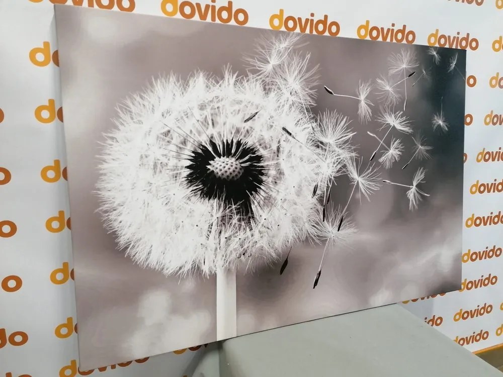 Quadro su tela – Soffione magico in bianco e nero