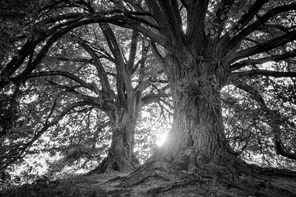 Quadro su tela – Alberi maestosi in bianco e nero