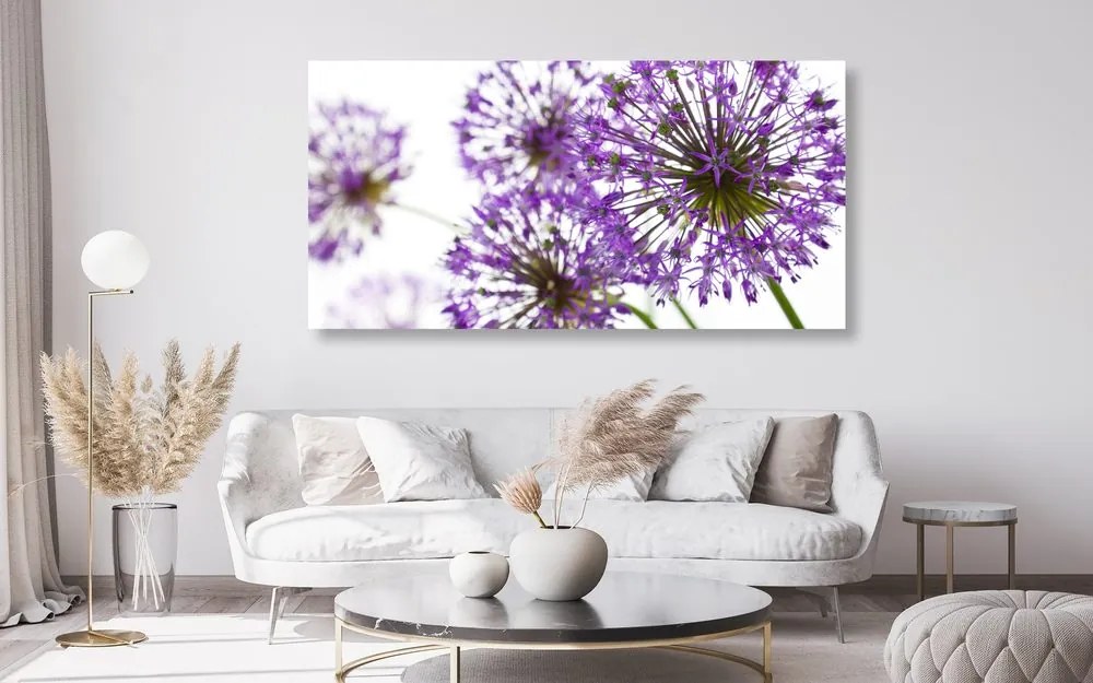 Stampa su tela – Fiori di aglio viola in fiore