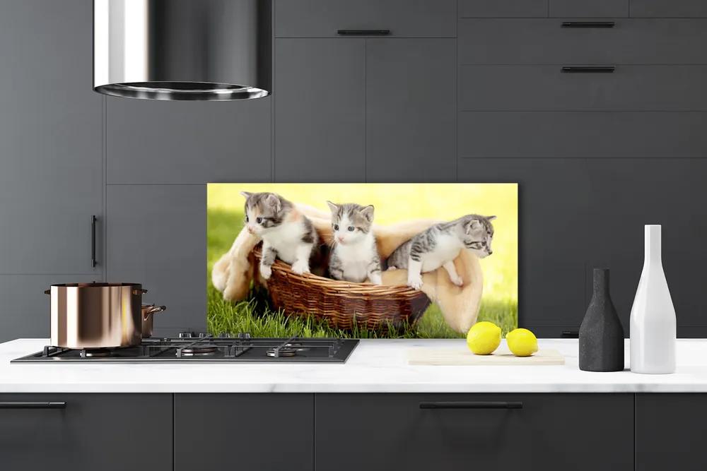 Pannello paraschizzi cucina Gatti Animali domestici 100x50 cm
