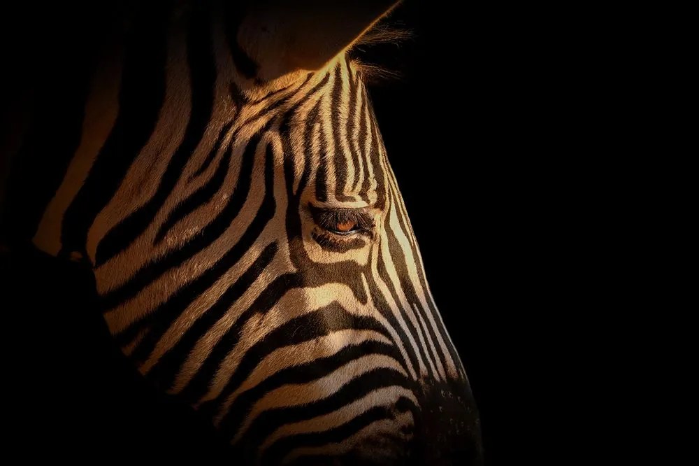 Carta da parati – Ritratto di zebra