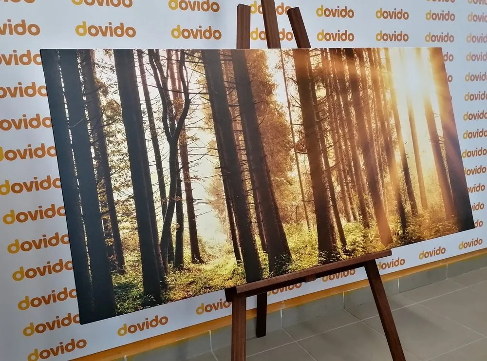 Quadro su tela – Foresta inondata di sole