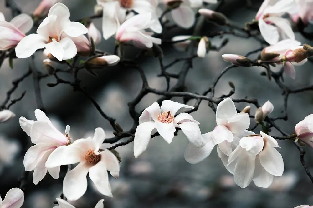 Carta da parati – Magnolia che si sveglia al sole