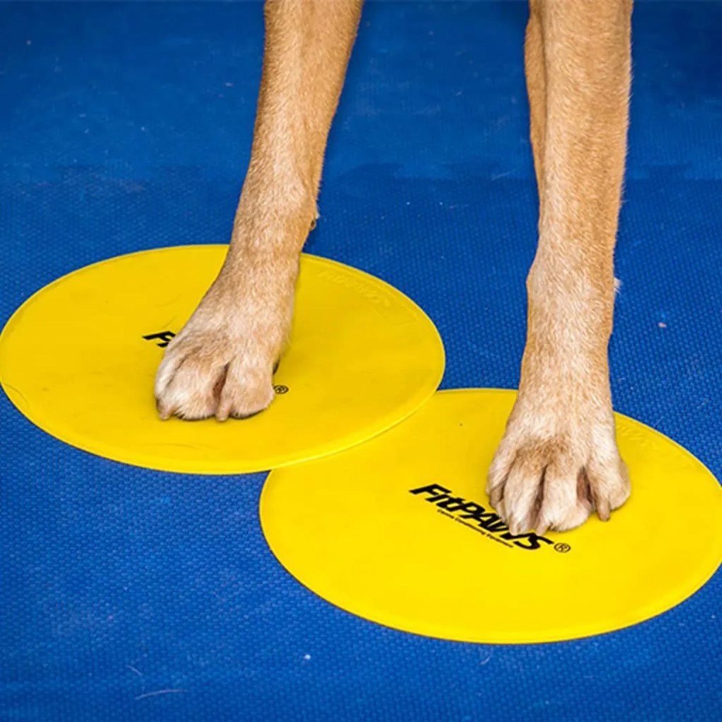 Target Per Cani 4 Pz Giallo E Blu /
