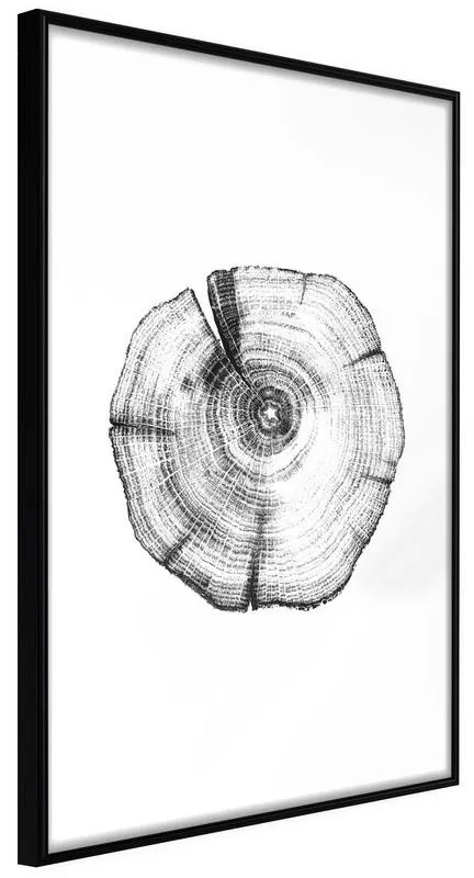 Poster  Tree Rings  Cornice Quadri Cornice nera, Larghezza x Altezza Home decor 20x30