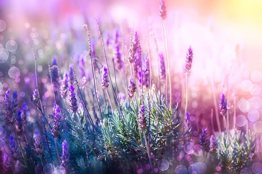 Carta da parati autoadesiva – Fiori magici di lavanda