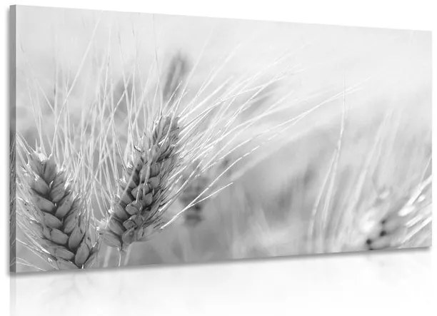Stampa su tela – Campo di grano in bianco e nero