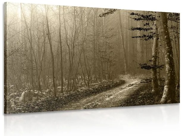 Quadro su tela – Sentiero nella foresta in seppia