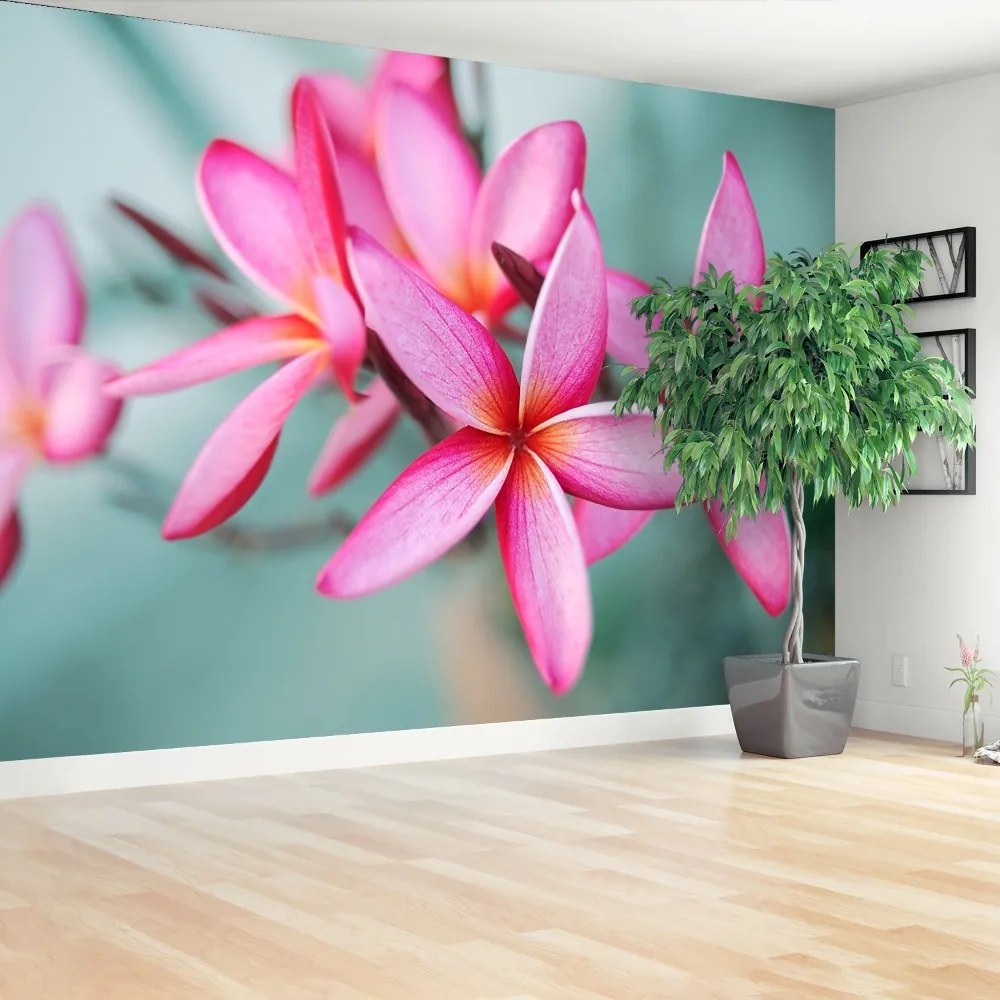 Carta da parati Plumeria rosa 104x70 cm