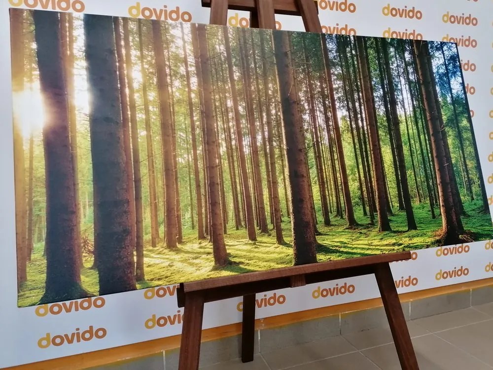 Stampa su tela – Mattina nella foresta