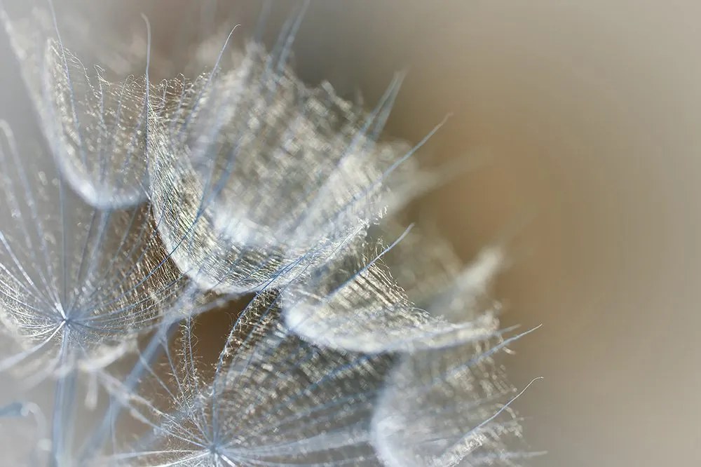 Carta da parati – Soffione macro