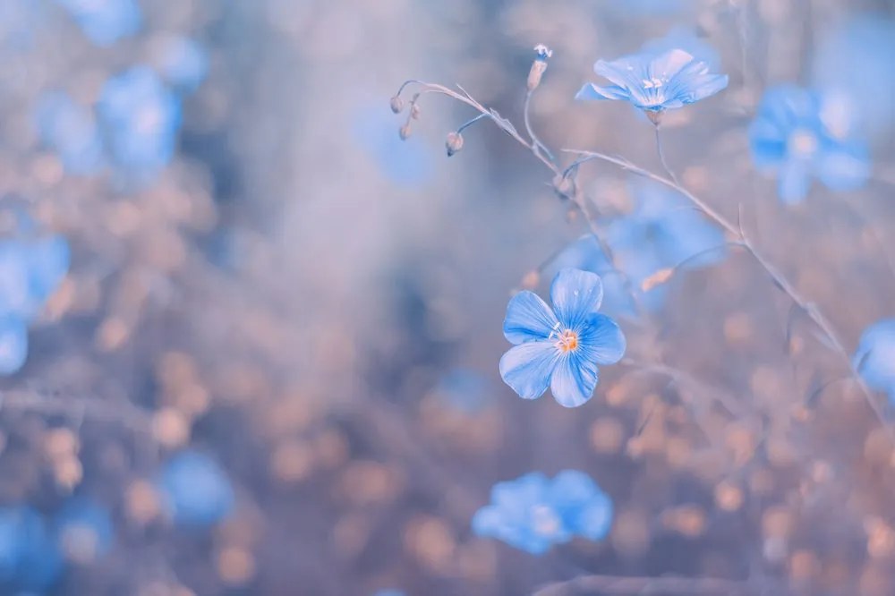 Carta da parati – Fiori blu su sfondo vintage