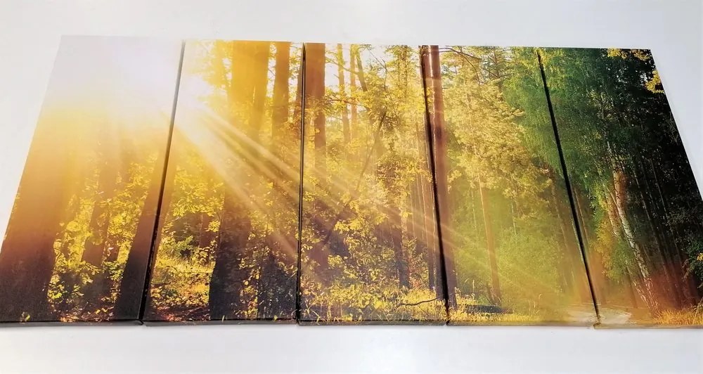 Quadri 5 pezzi – Raggi di sole nella foresta