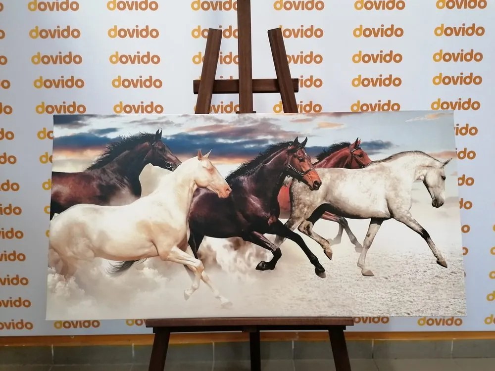 Stampa su tela – Branco di cavalli