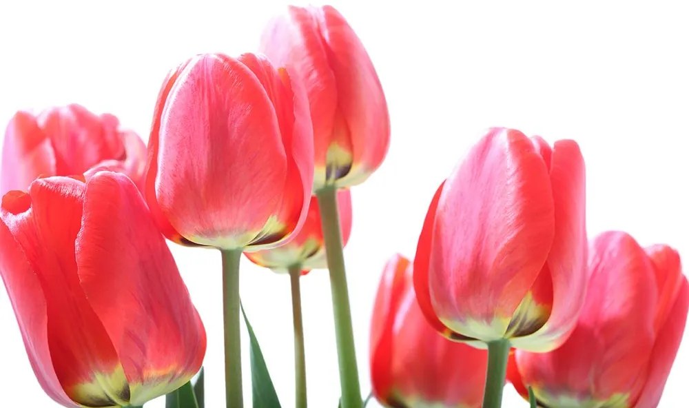 Carta da parati – Tulipani rossi di campo