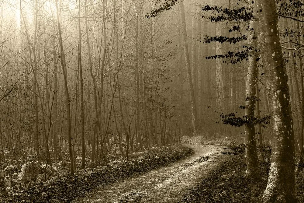 Quadro su tela – Sentiero nella foresta in seppia