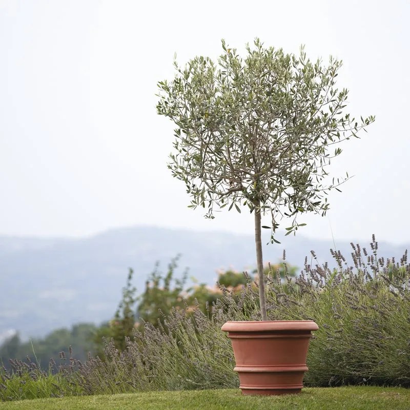 Vaso per piante e fiori CONCA in terracotta terracotta H 50 cm Ø 64 cm