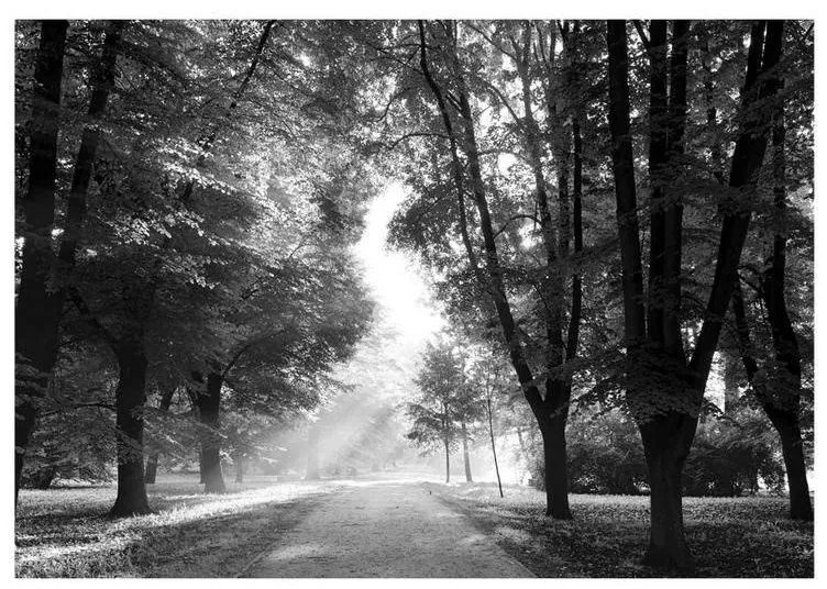 Fotomurale adesivo  Path of Memories  Larghezza x Altezza Home decor 294x210