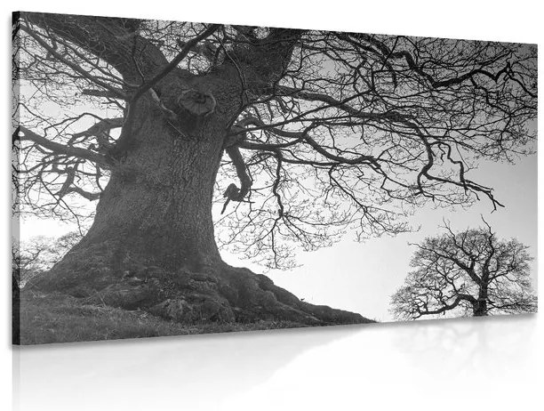 Quadro su tela – Simbiosi degli alberi in bianco e nero