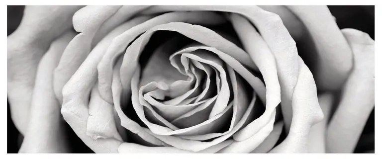 Stampa su vetro Black&White Rose, biano e nero 125 x 50 cm