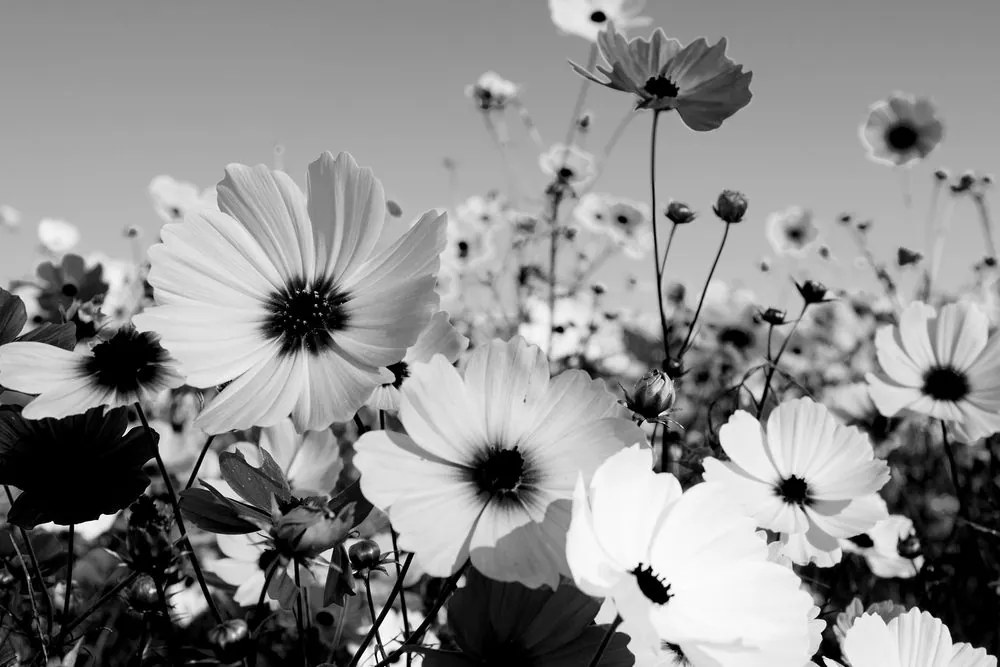 Stampa su tela – Prato di fiori primaverili in bianco e nero