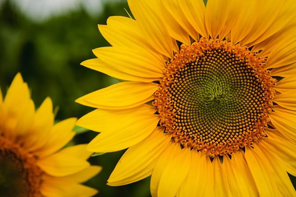 Carta da parati autoadesiva – Girasole giallo