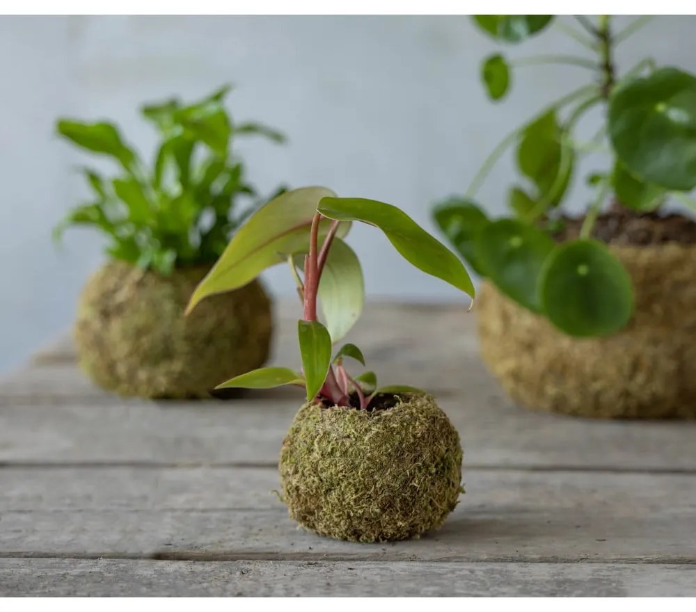 Vaso ø 9 cm Kokedama - Esschert Design