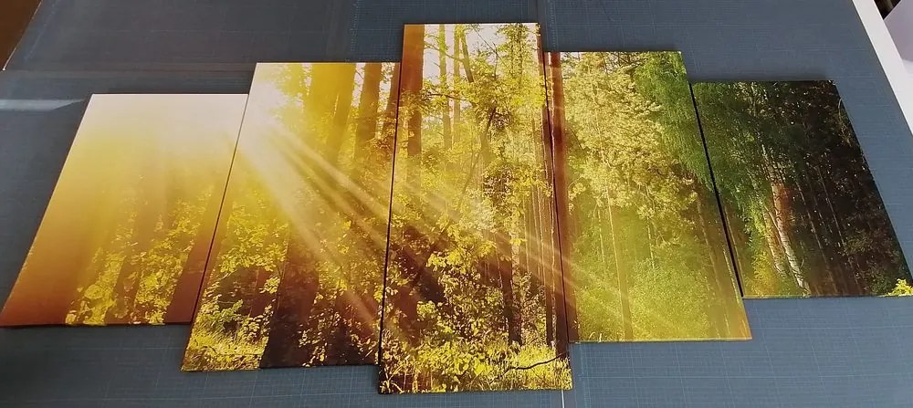 Quadri 5 pezzi – Raggi di sole nella foresta